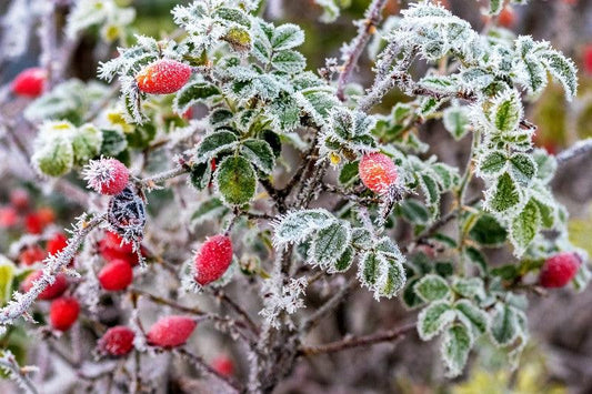 Getting your Rose Beds ready for winter - Henry Street Nursery