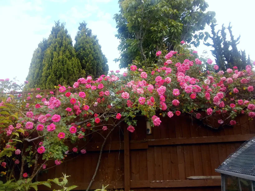 American Pillar (Rambler)