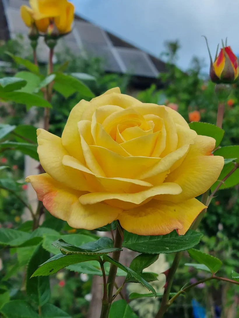 Arthur Bell (Standard 1m Stem)