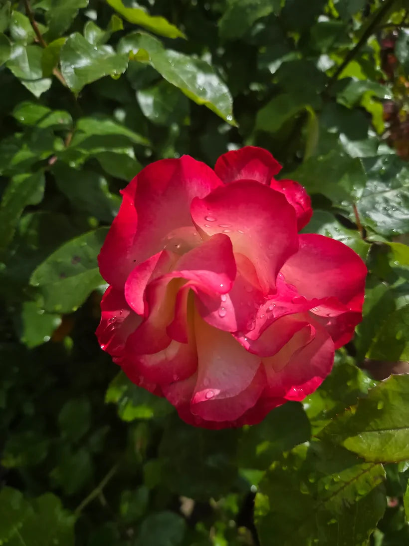 Birthday Girl (Bush)