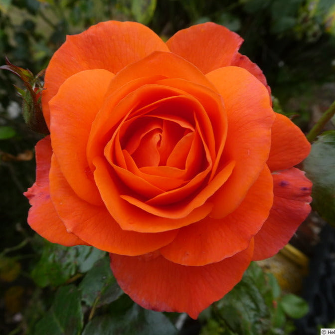 For you with love (Floribunda, Bush)