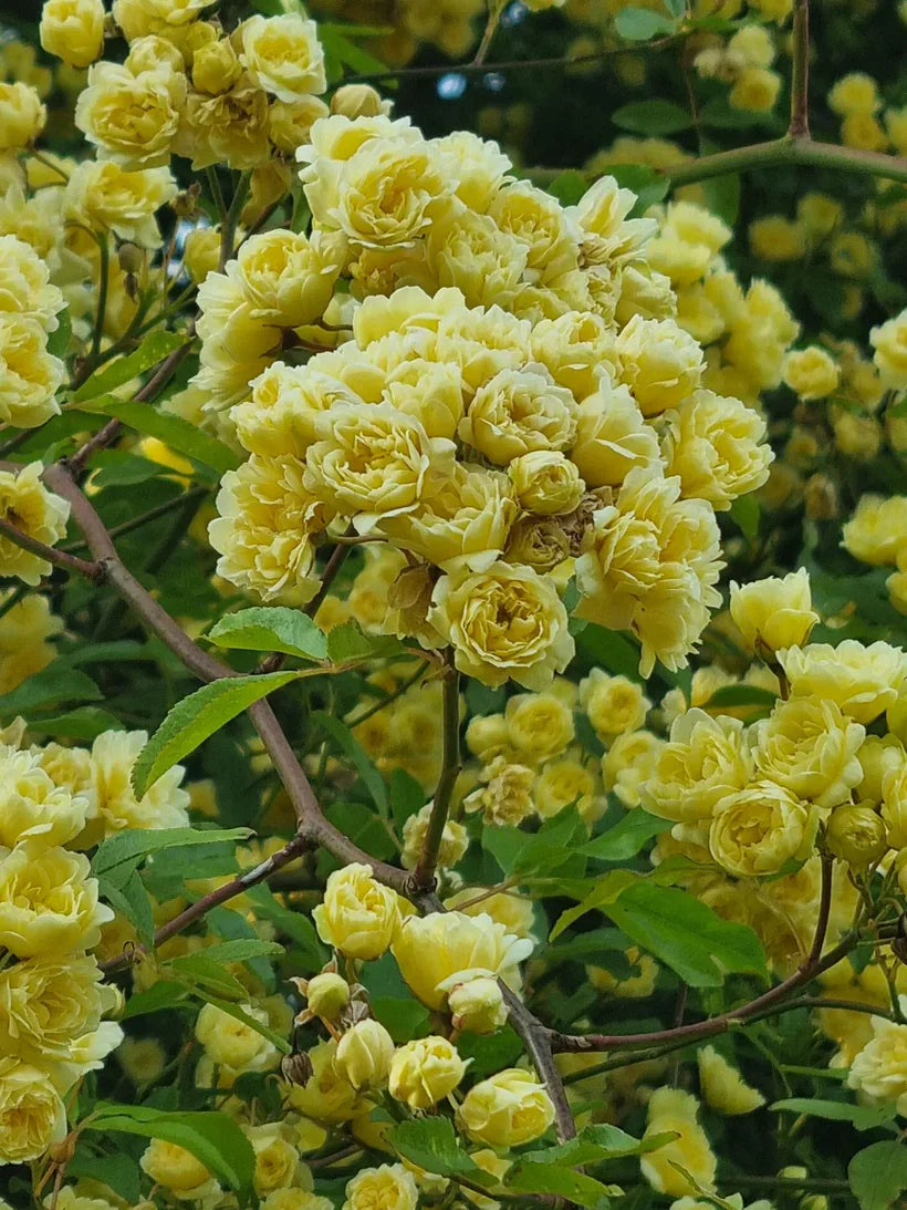 Banksia Lutea (Rambler)