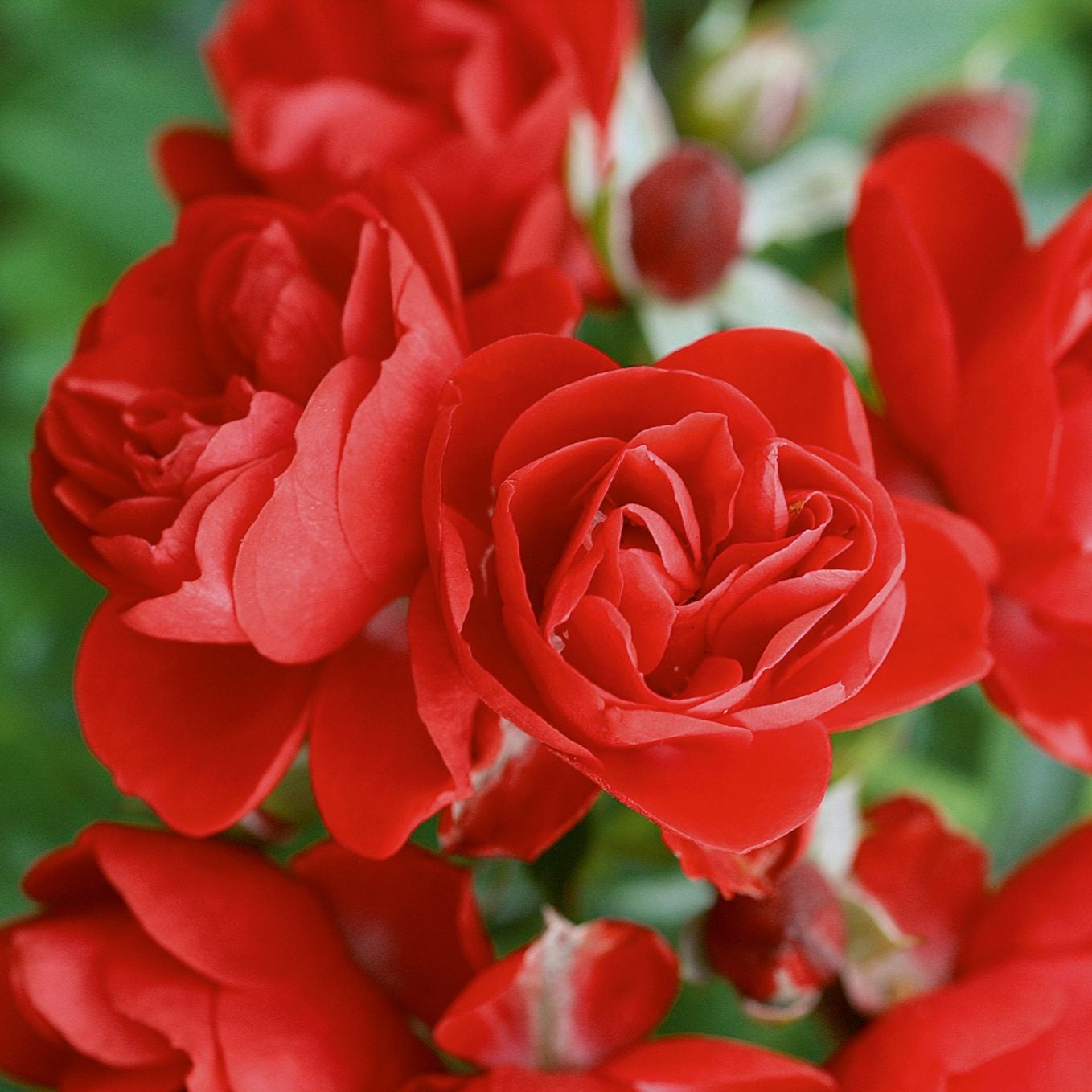 Flower Carpet Scarlet (Bush)