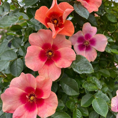 Looking Up (Climber)