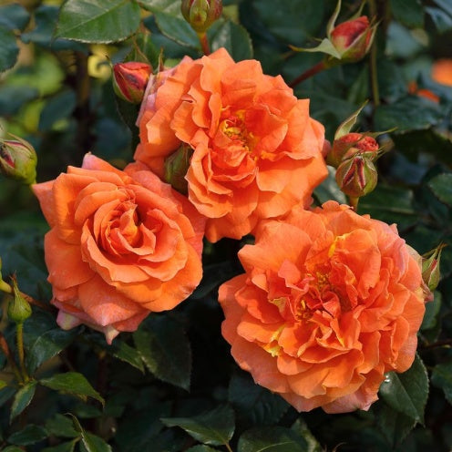 Naranga (Climber)