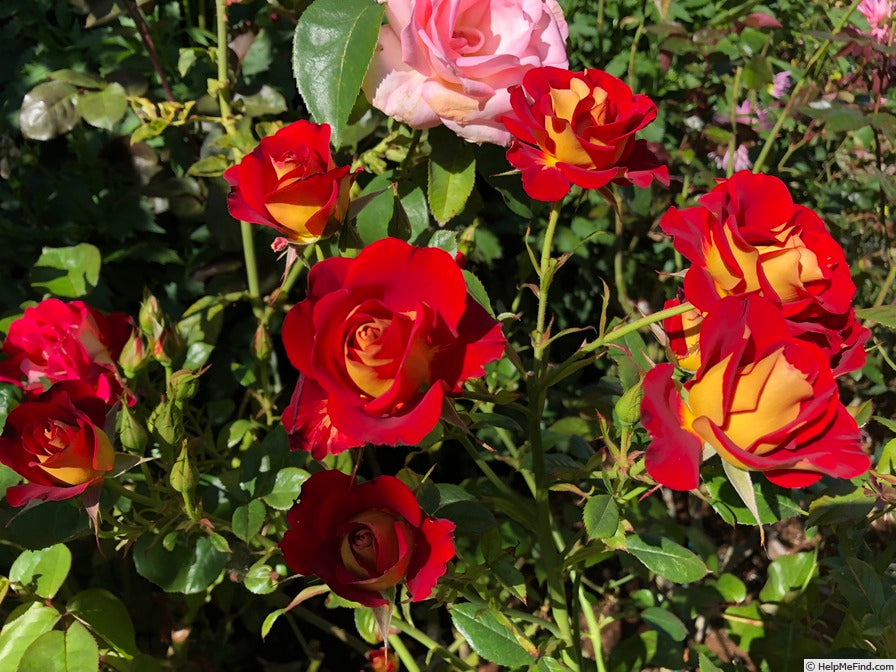 Snazzee (Standard 1m Stem)