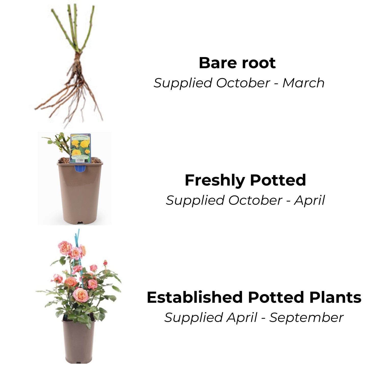 Happy Ruby Wedding (Bush)