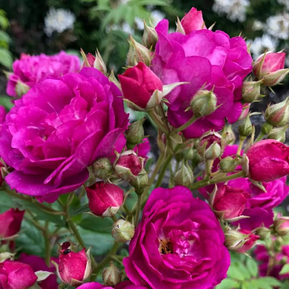 Purple Siluetta (Repeat Flowering Rambler)