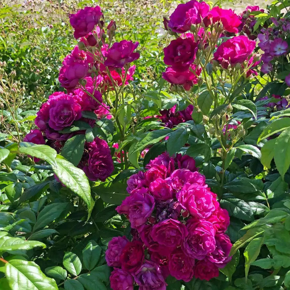 Purple Siluetta (Repeat Flowering Rambler)