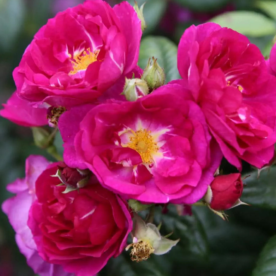 Purple Siluetta (Repeat Flowering Rambler)