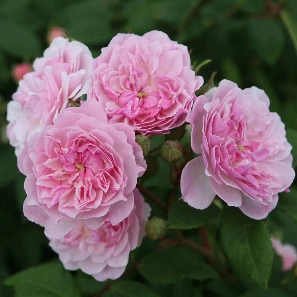 Romantic Siluetta (Repeat Flowering Rambler)