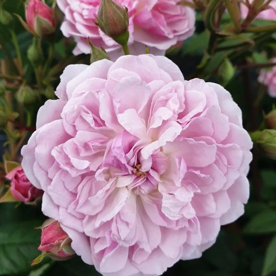 Romantic Siluetta (Repeat Flowering Rambler)