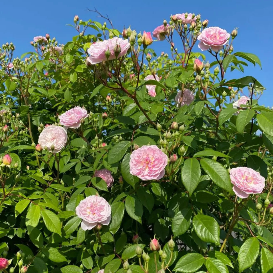 Romantic Siluetta (Repeat Flowering Rambler)