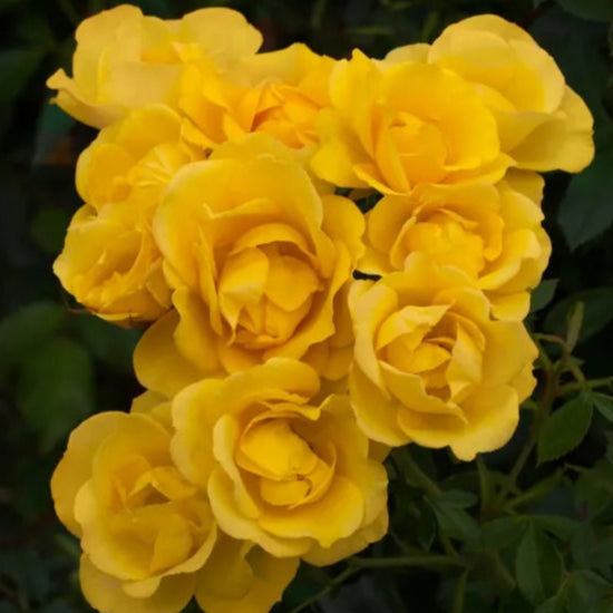 Grandma's Rose (Floribunda, Bush)
