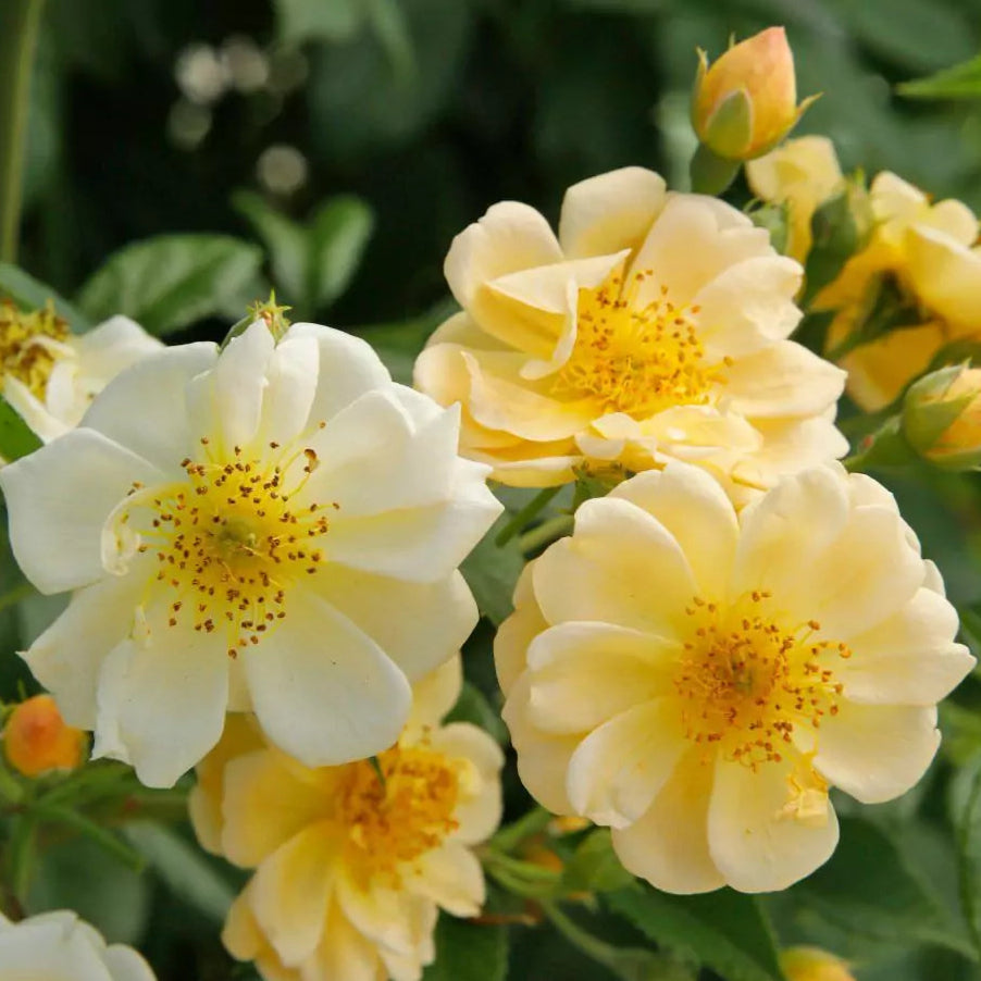 Sunny Siluetta (Repeat Flowering Rambler)