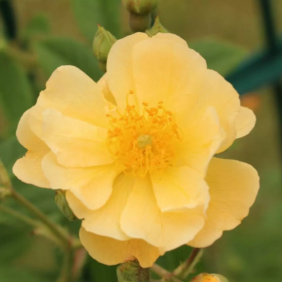 Sunny Siluetta (Repeat Flowering Rambler)