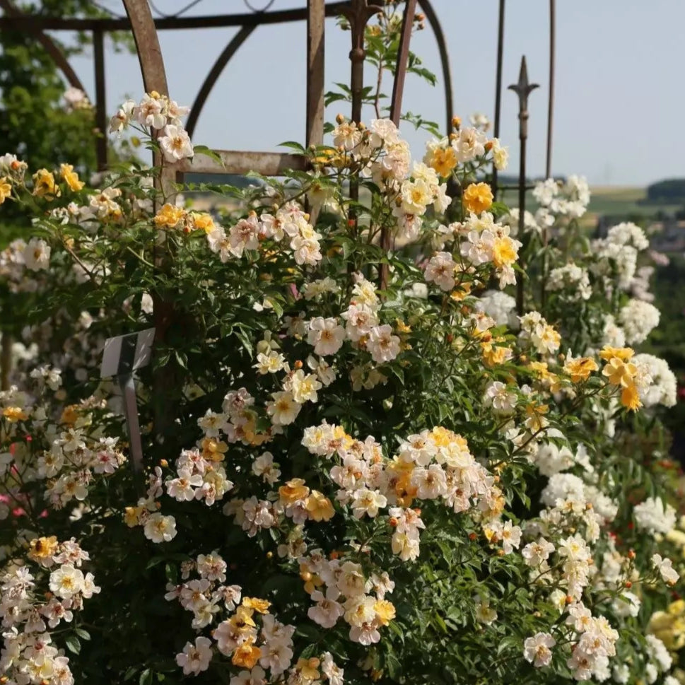 Sunny Siluetta (Repeat Flowering Rambler)