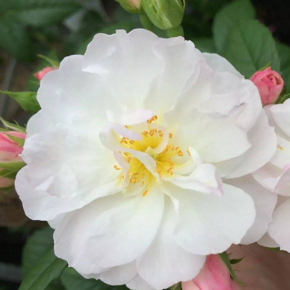 Sweet Siluetta (Repeat Flowering Rambler)