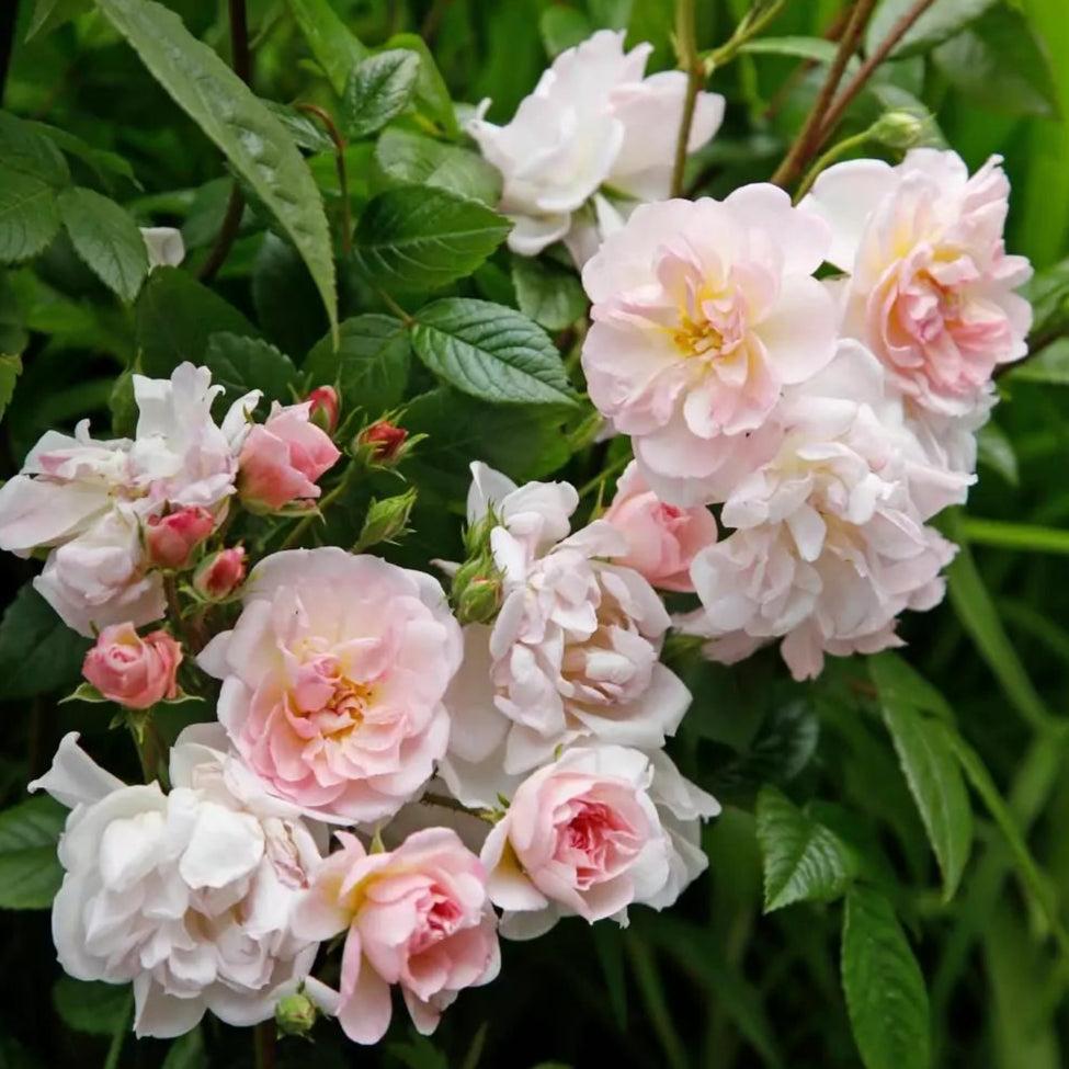 Sweet Siluetta (Repeat Flowering Rambler)