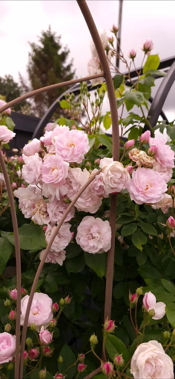 Blush Noisette (Climber)