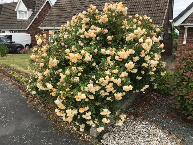 Buff Beauty (Shrub / Climbing rose)