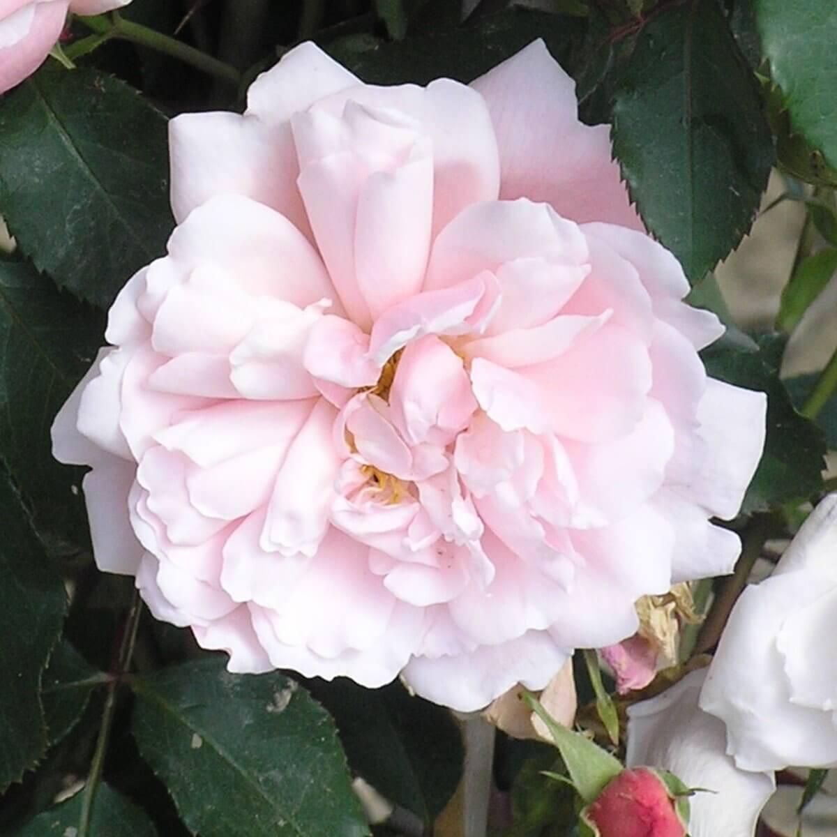Albertine Colour Pink Good Fragrance Rambling Rose