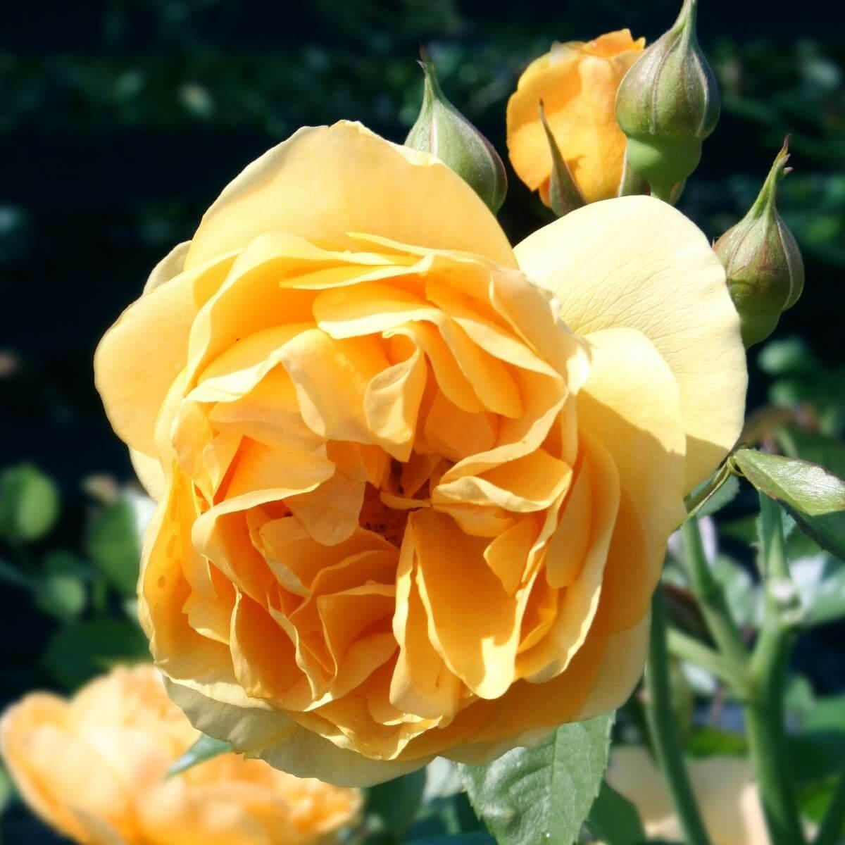 Absolutely Fabulous Colour Yellow Good Fragrance Rose of the YearRose of the Year Winners Floribunda