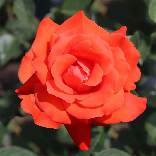 Alexander (Bush) - Henry Street Nursery