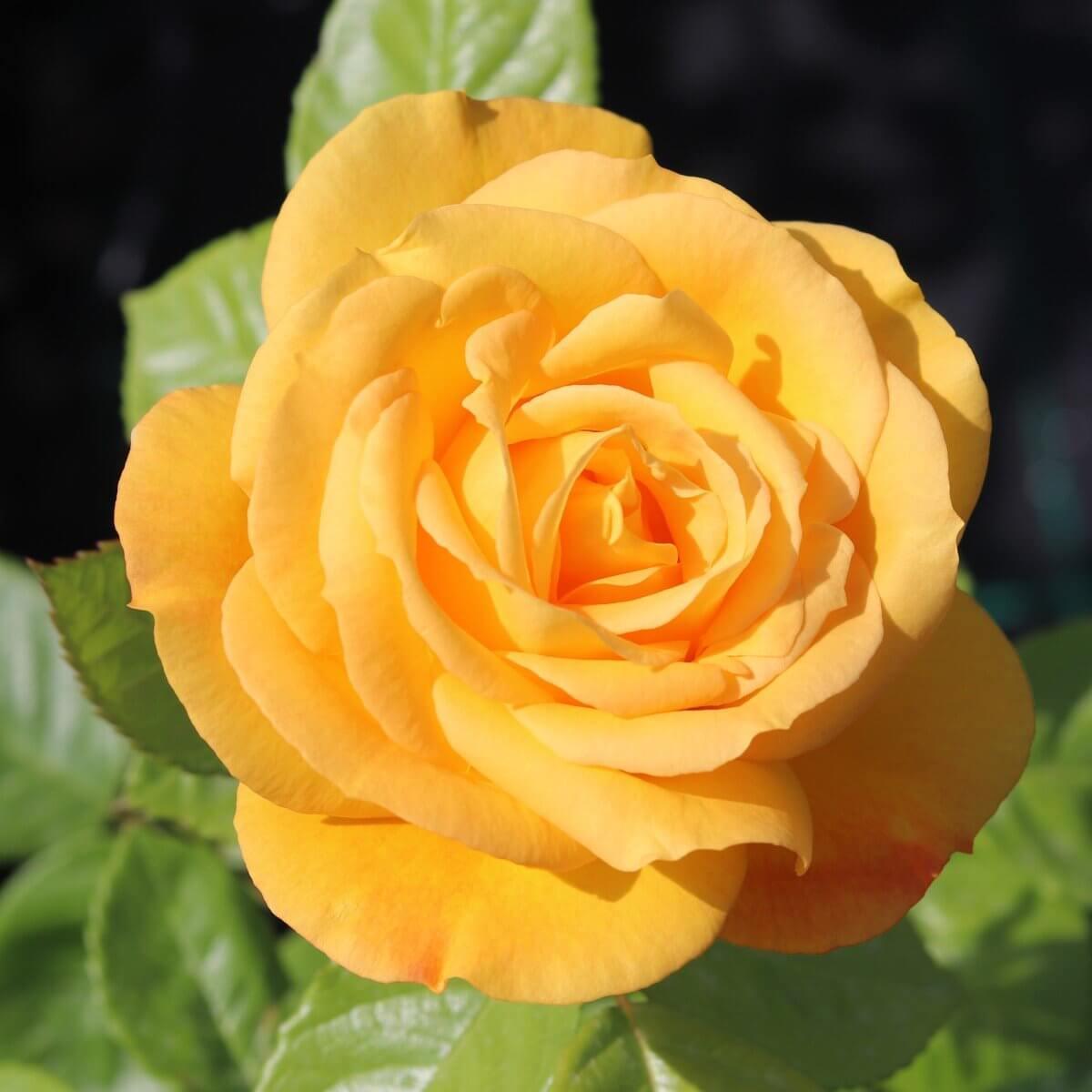 Arthur Bell Colour Yellow Good Fragrance Floribunda