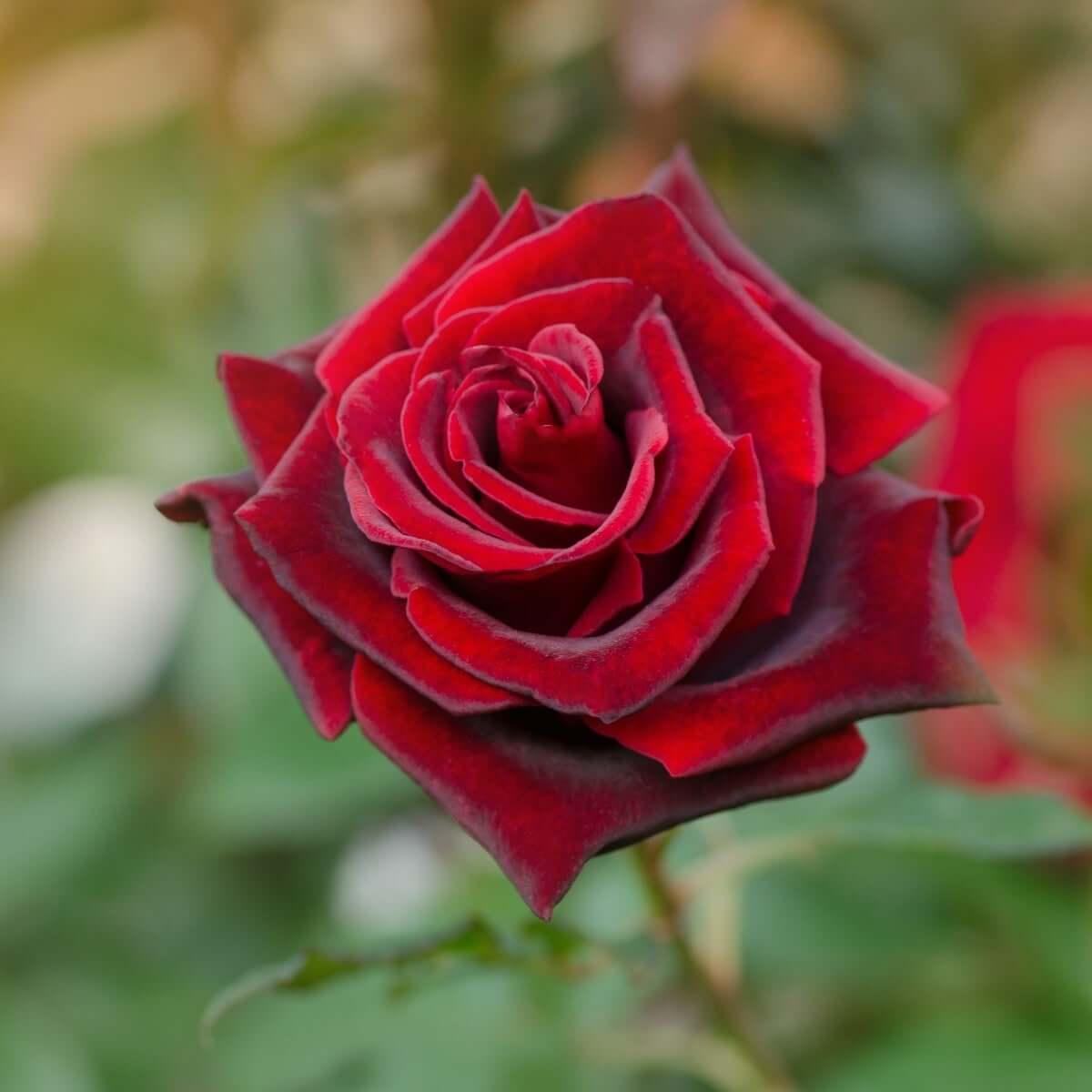 Barkarole (Bush) - Henry Street Nursery
