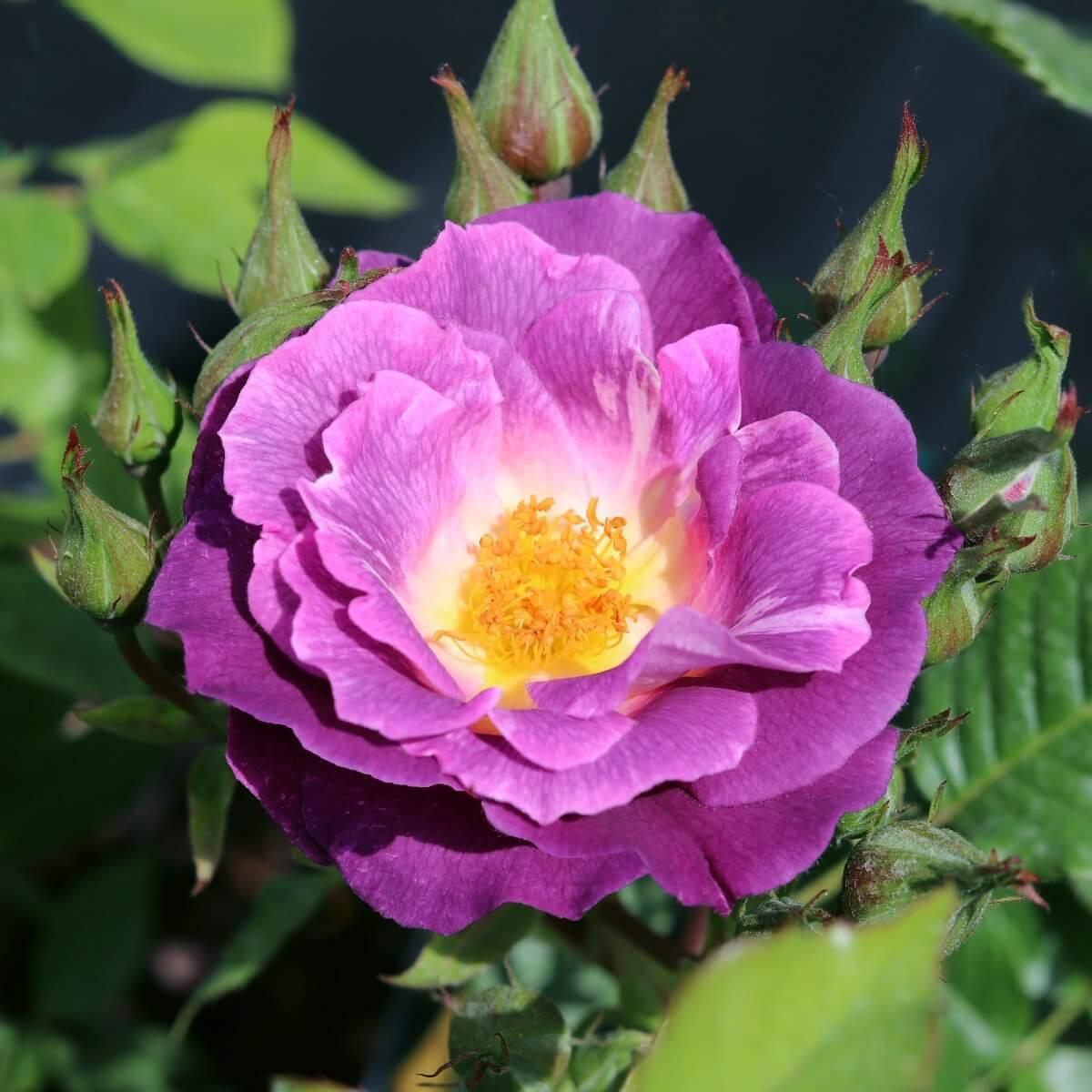Blue For You Colour Purple Good Fragrance Floribunda