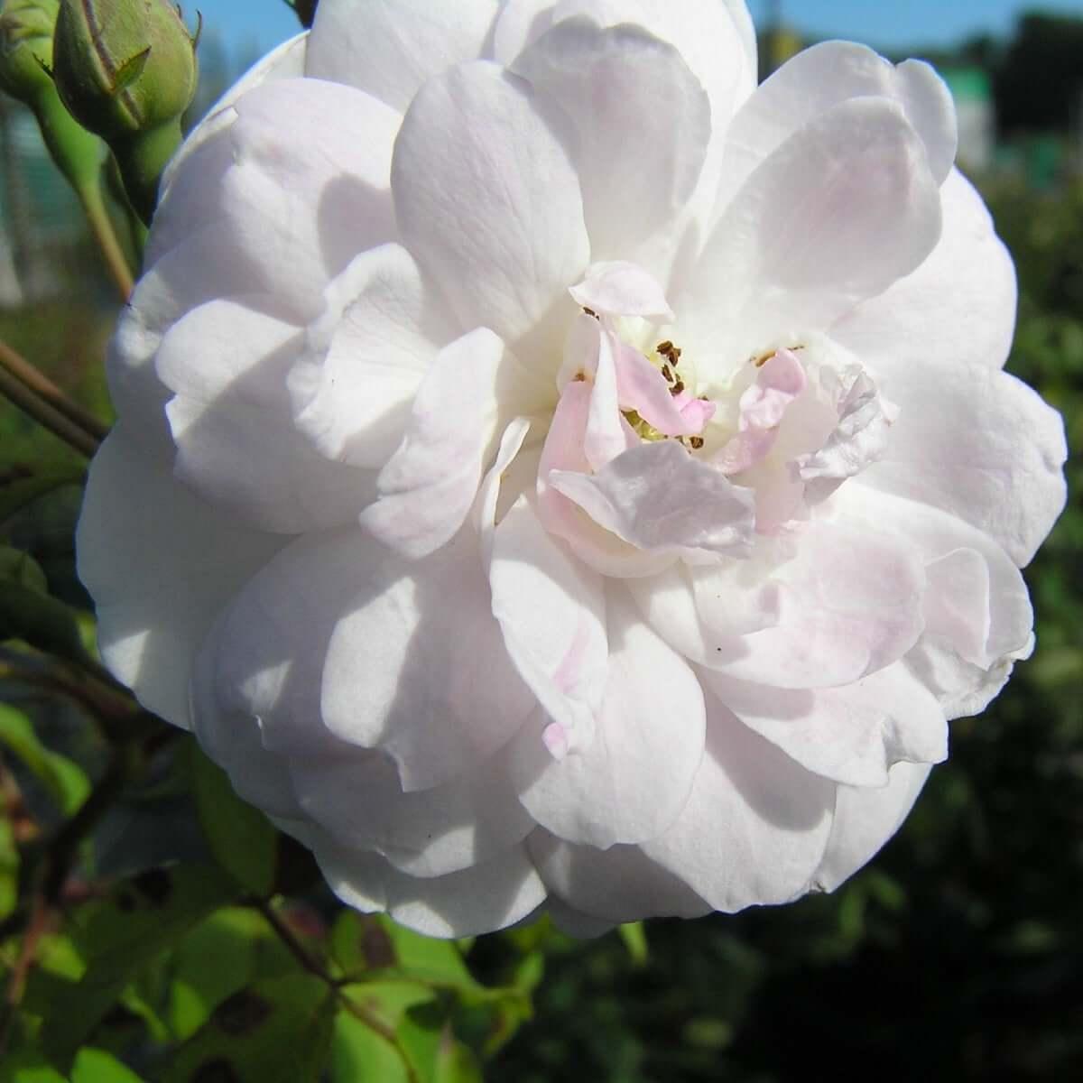 Blush Noisette (Climber) - Henry Street Nursery