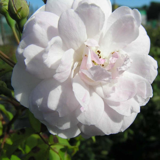 Blush Noisette (Climber) - Henry Street Nursery