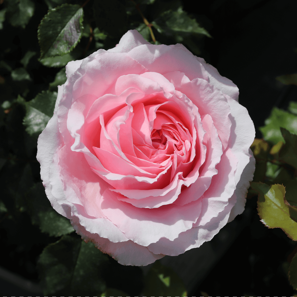 Bride & Groom Colour Pink Fragrance+ Light Fragrance Gift OccasionWedding Celebration Rose Hybrid Tea