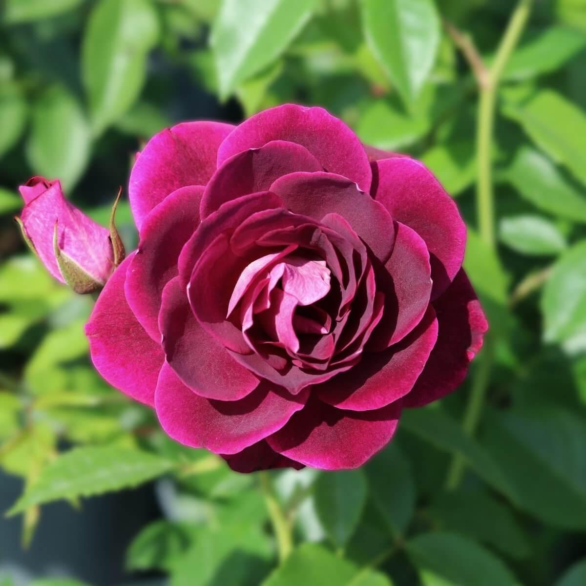 Burgandy Ice Colour Purple Floribunda