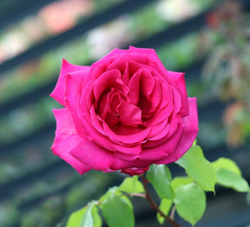 Buxom Beauty (Bush) - Henry Street Nursery