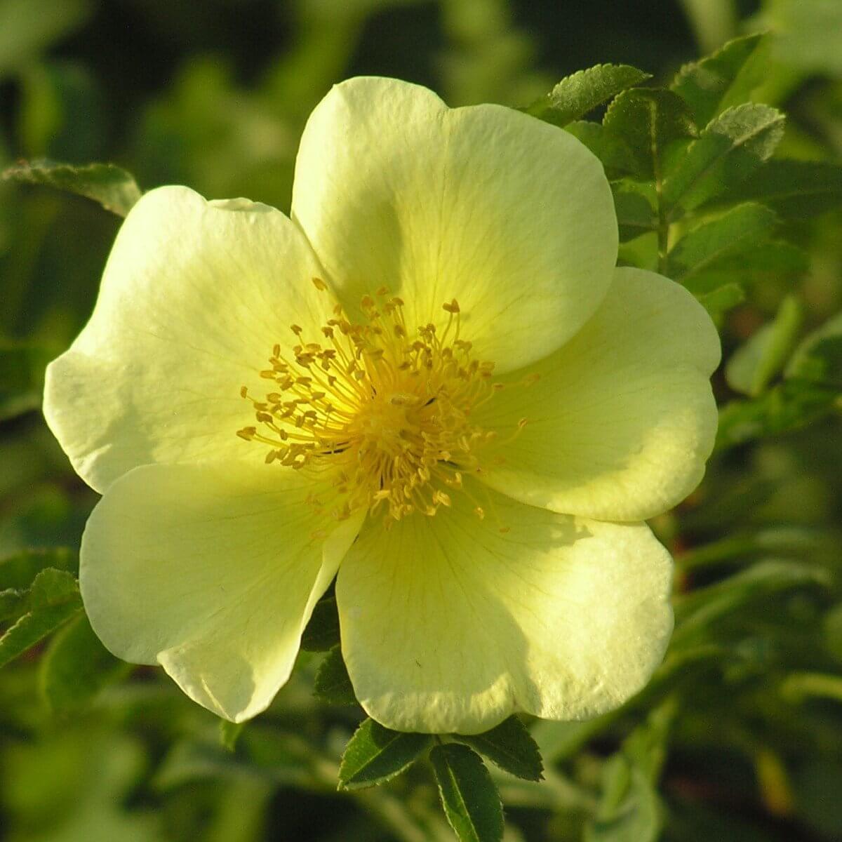 Canarybird Colour Yellow Shrub