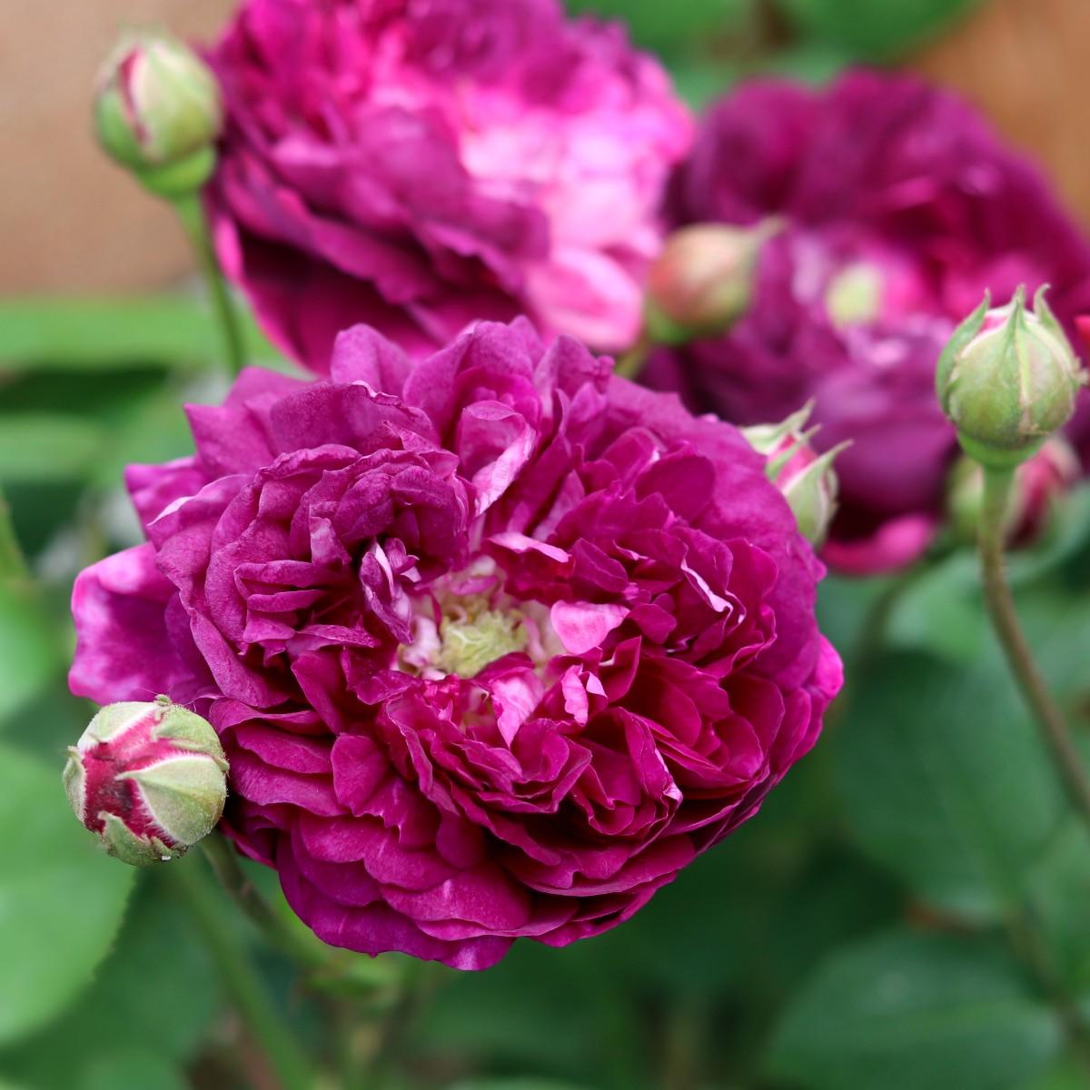 Cardinal de Richelieu (Shrub) - Henry Street Nursery