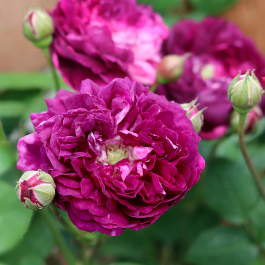 Cardinal de Richelieu (Shrub) - Henry Street Nursery
