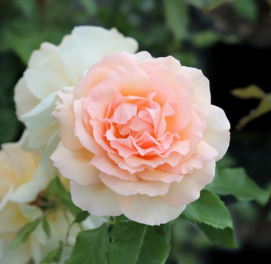 Chandos Beauty (Bush) - Henry Street Nursery