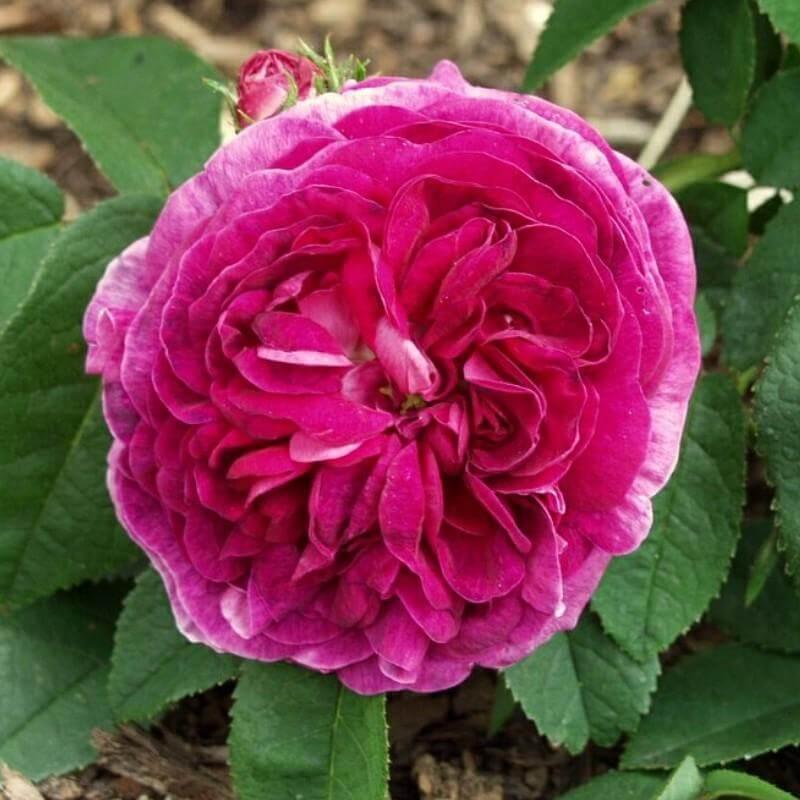 Charles De Mills Colour Pink Colour Red Good Fragrance Shrub