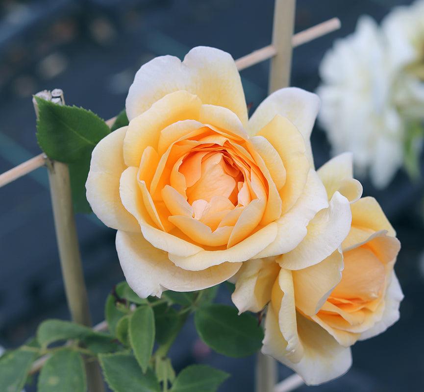 Creme de la Creme (Climber) - Henry Street Nursery