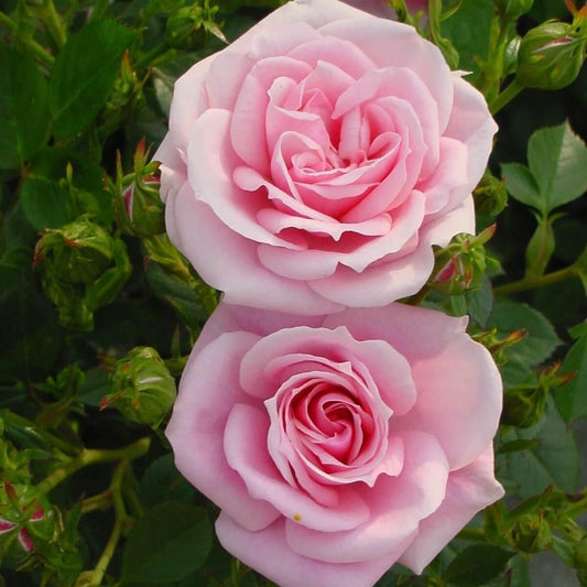 Diamond Wishes Colour Pink   Gift OccasionAnniversary  Celebration Rose  Patio
