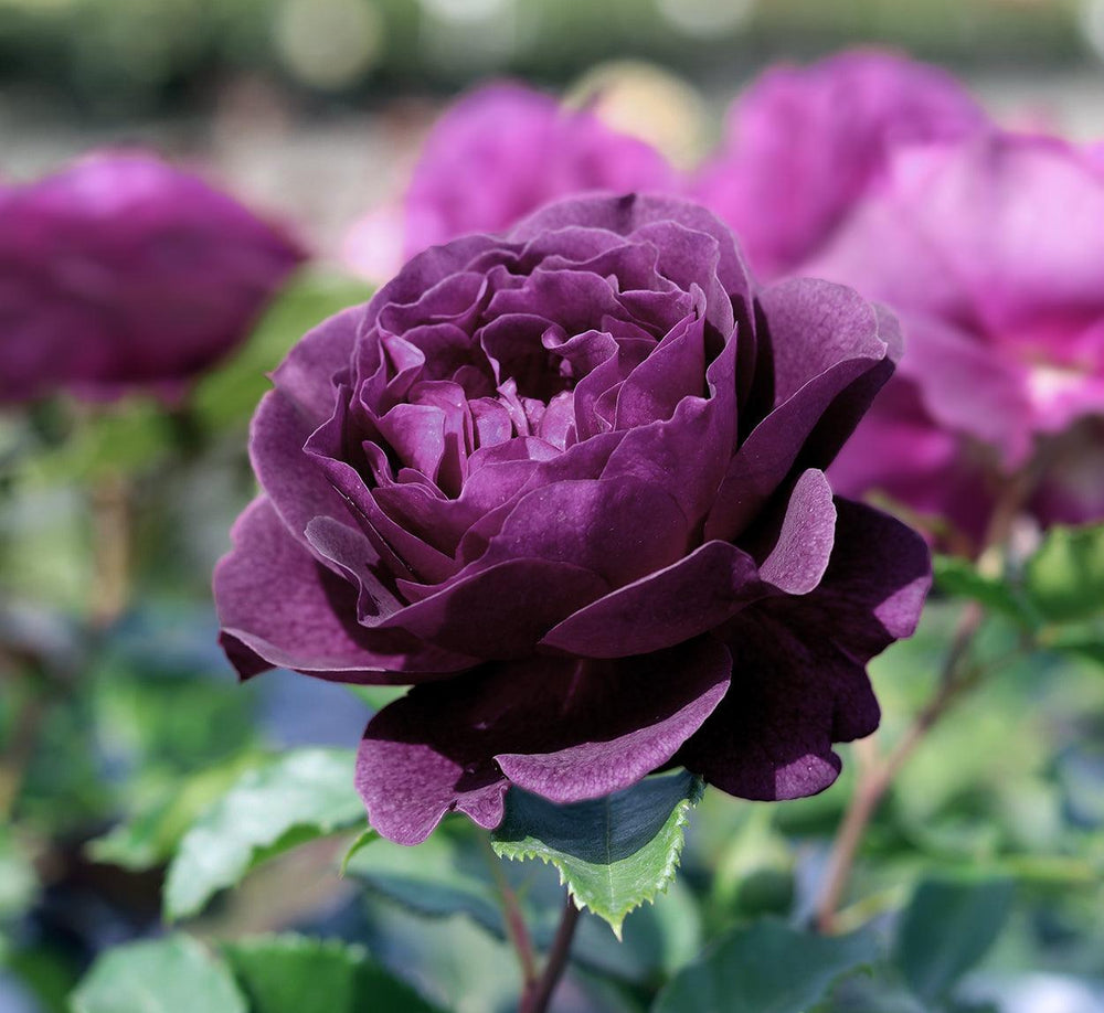 Ebb Tide (Bush) - Henry Street Nursery