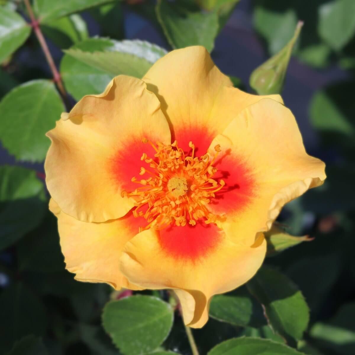 Eye Of The Tiger Colour Mixed Colour Colour Yellow Good Fragrance Floribunda