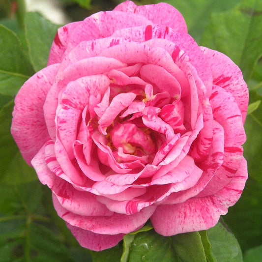 Ferdinand Prichard (Shrub) - Henry Street Nursery