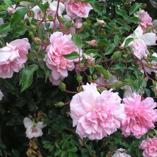 Francois Juranville (Rambler) - Henry Street Nursery