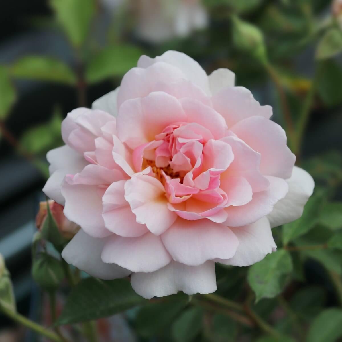 Felicia Colour Pink Good Fragrance Shrub