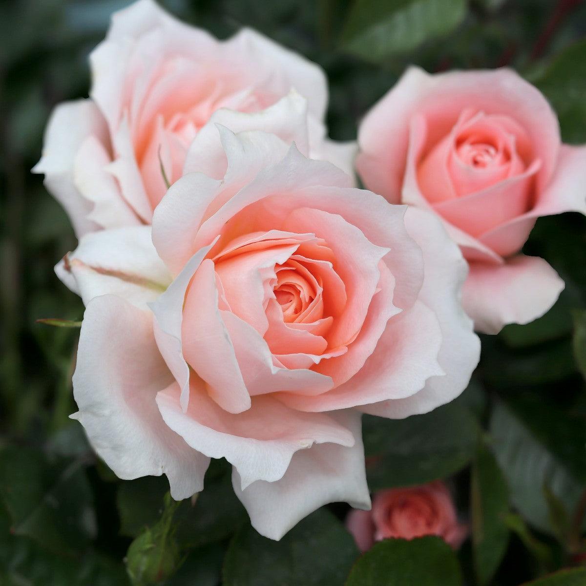 Flower Power (Patio) - Henry Street Nursery