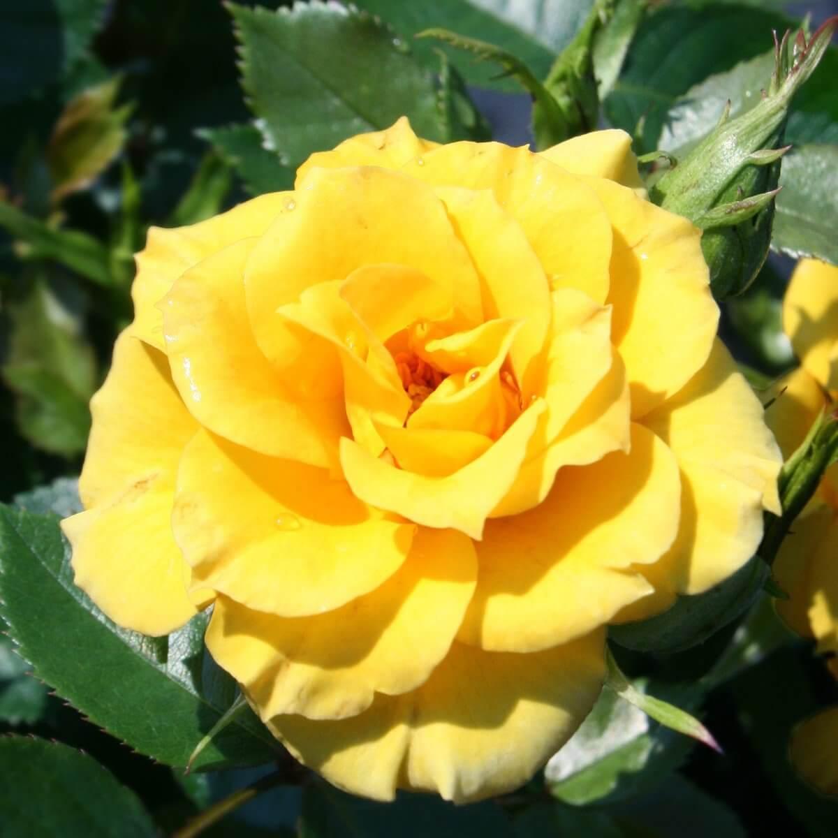 Flower Power Gold Colour Yellow Patio